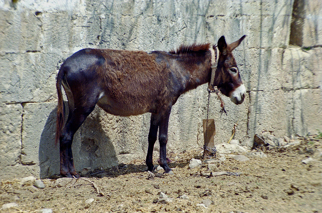 06.08.1991 | Alarahan | der arme  Esel -1-