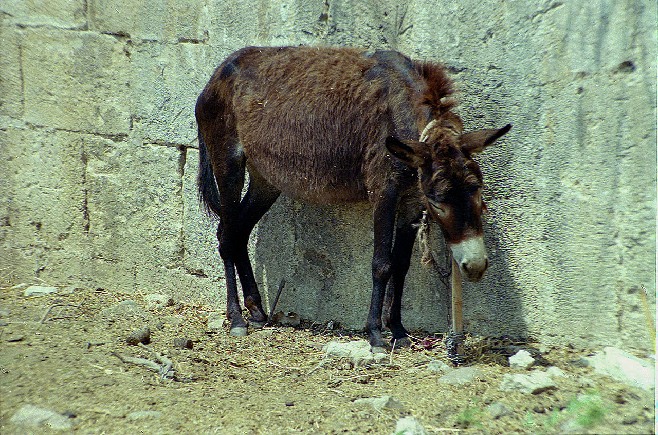 06.08.1991 | Alarahan | der arme  Esel -2-