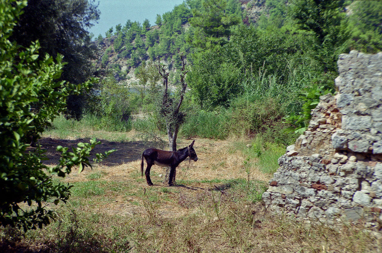 31.08.1995 | Alarahan | der arme  Esel -3- wieder ohne Schatten