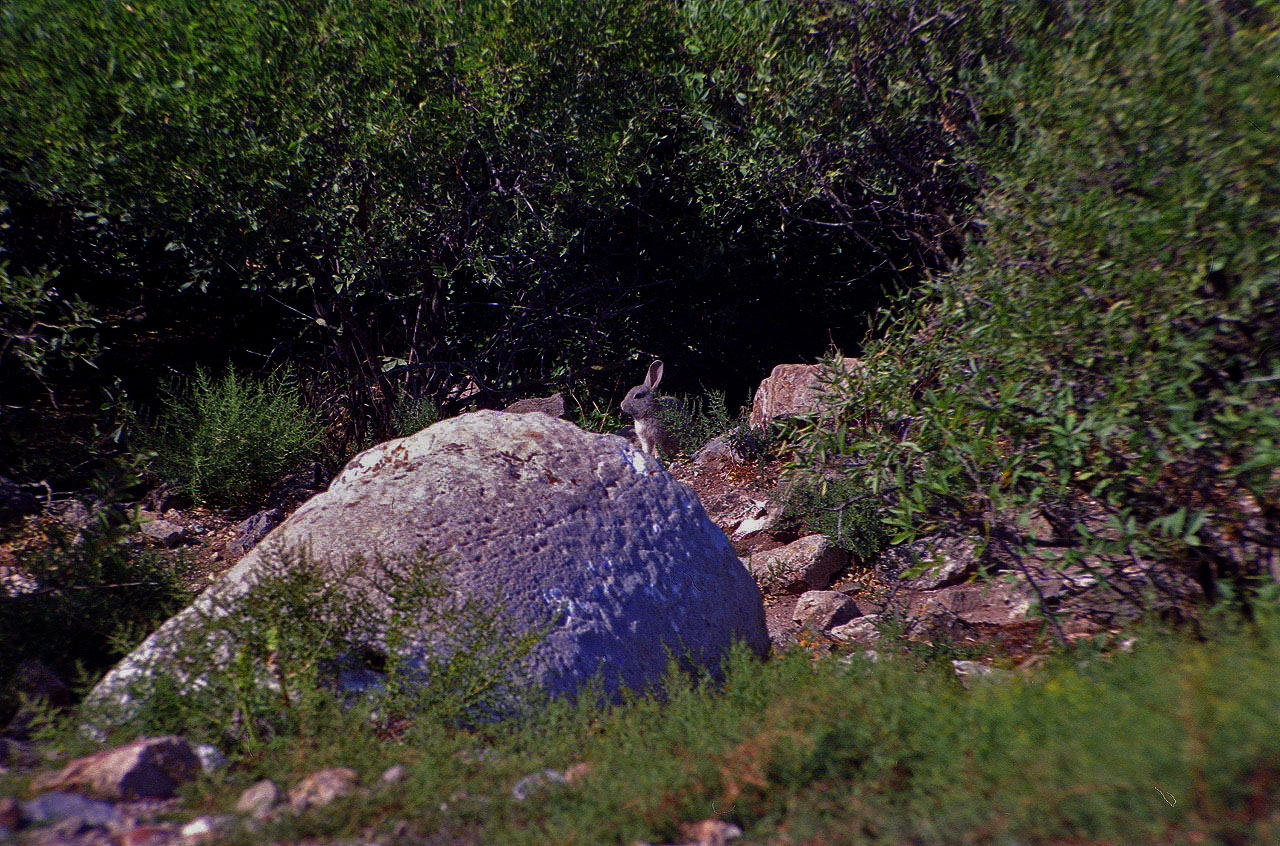 05.06.1996 | Haseninsel | Hase oder besser Kaninchen