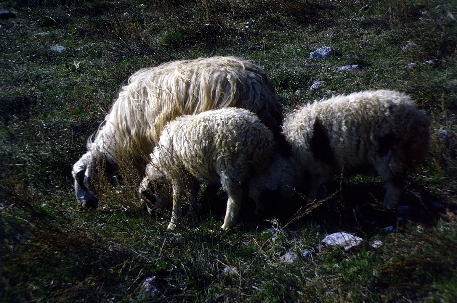 27.04.1993 | Theater | Schafe im Abendlicht