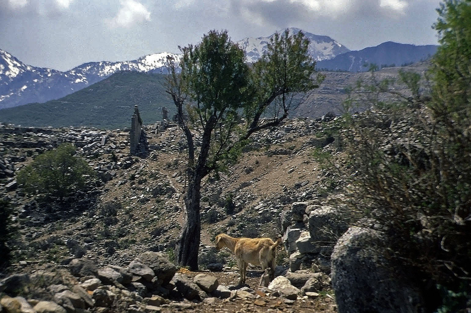 28.04.1993 | Basilika | Ziege vor oberem Stadtgebiet und dem Taurus