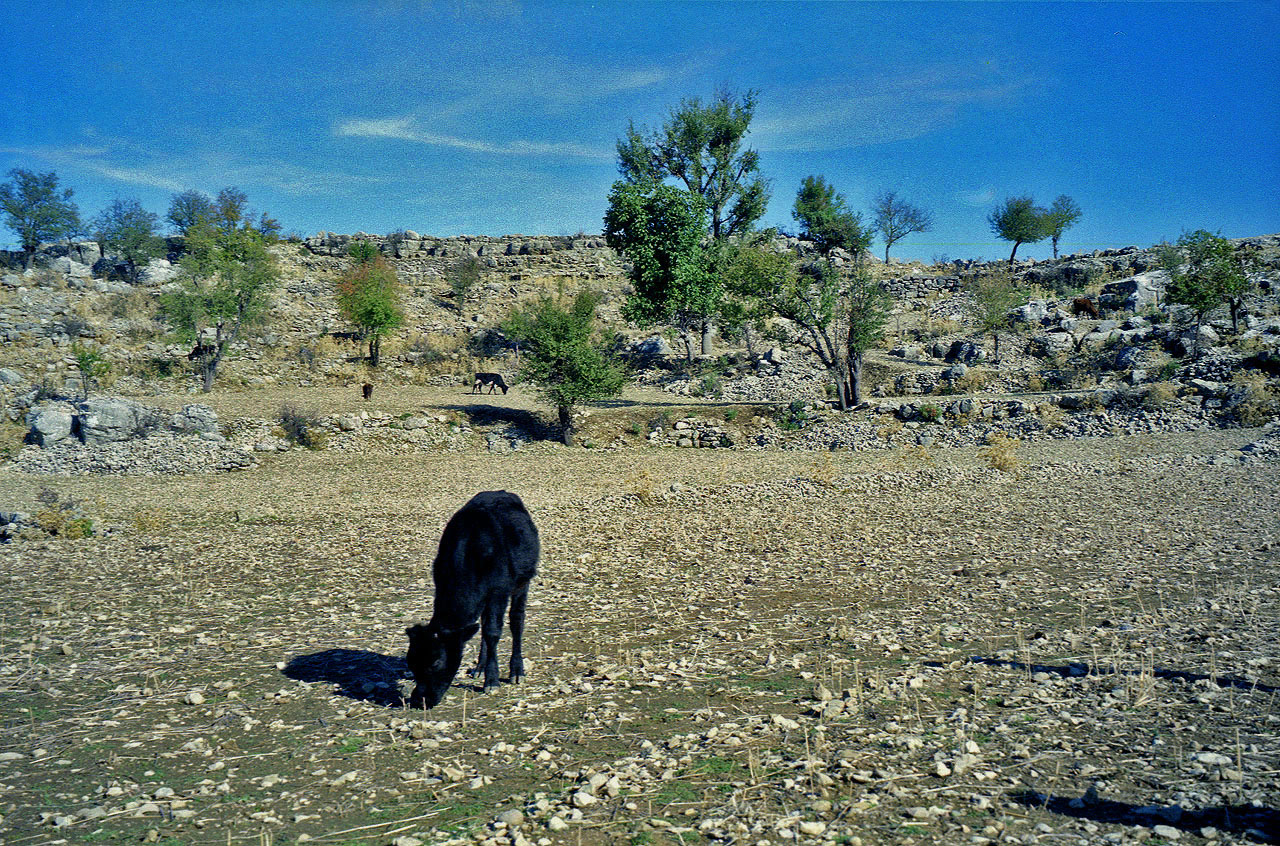 08.11.1994 | Selge | Kühe auf den kargen felsigen Feldern