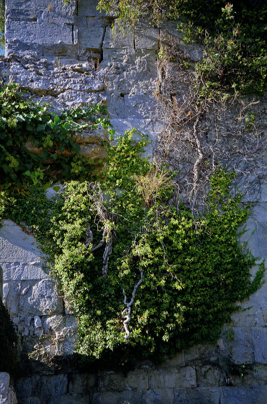 08.11.1994 | Selge | überwucherte Mauerreste