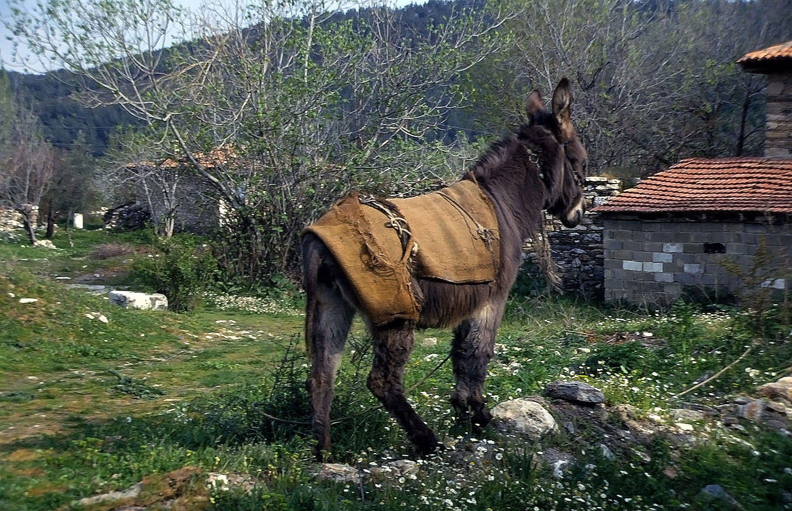 23.04.1993 | Stratonikeia | der Esel hat einfach keine Lust heute
